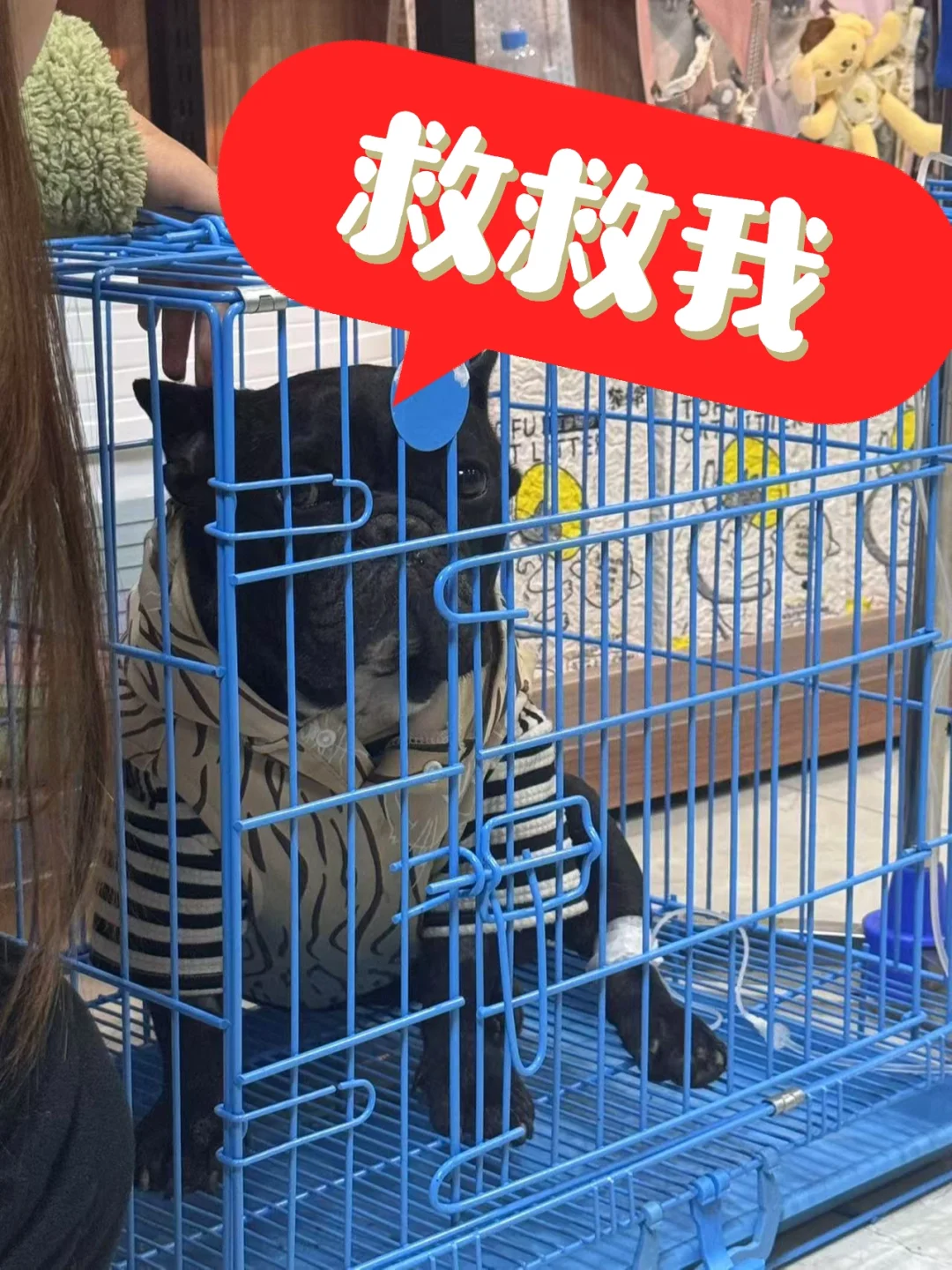 长沙法斗紧急救助！！