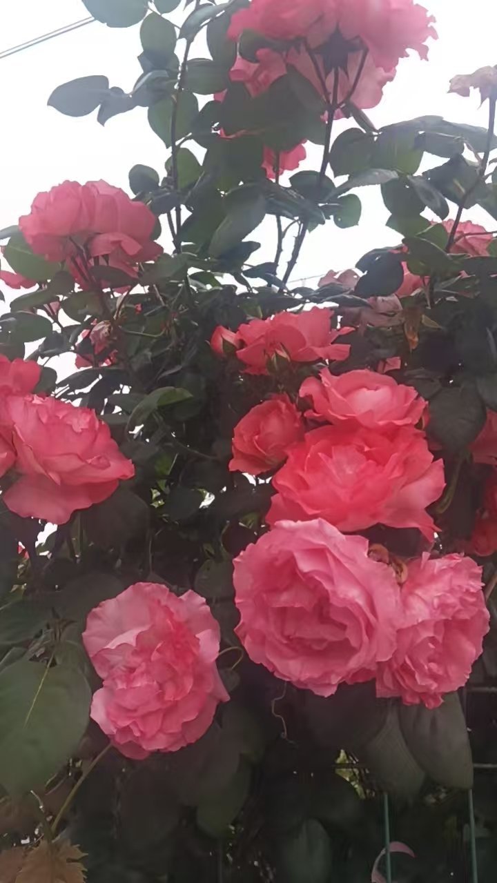 阳光信用每日一善阳光信用 人生如一场修行。得意时，一日看尽长安花；艰难时，潦倒新