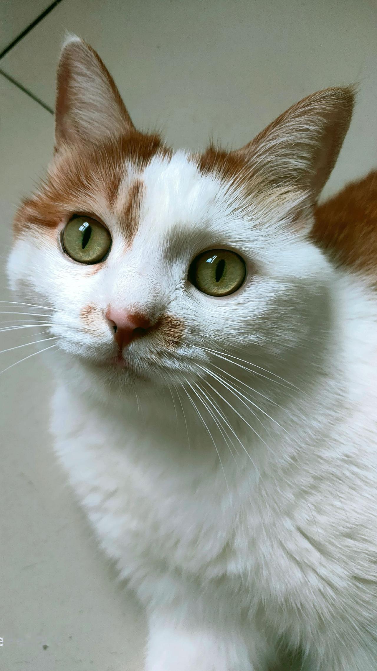 猫咪帅照 猫咪迷惑表情 猫咪颜值天花板 玩法达人中心 抖音小助手@抖音小助手