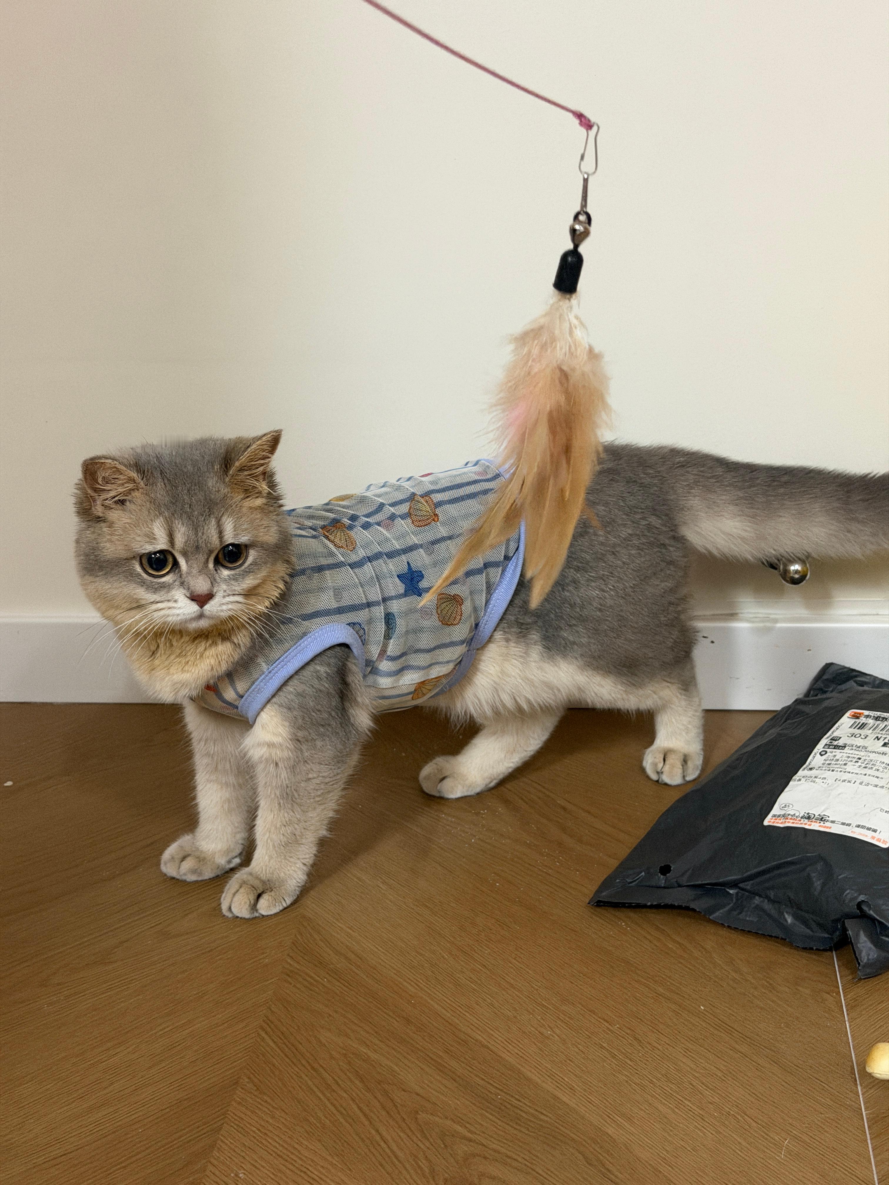 小猫猫 ​​​