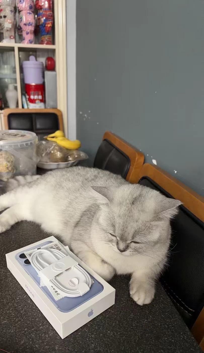 麻麻，我想要新手机