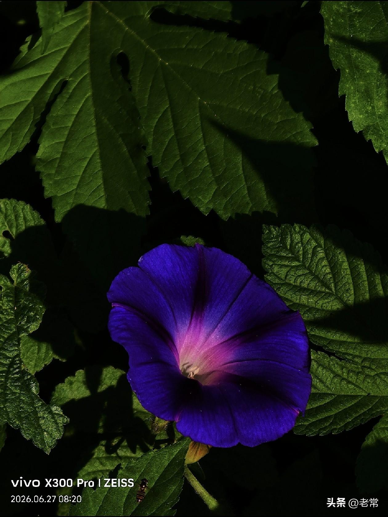 【原创\图文】

晨光映衬深紫牵牛花，粉紫渐变的花心藏着早晨的温柔，绿叶光影错落