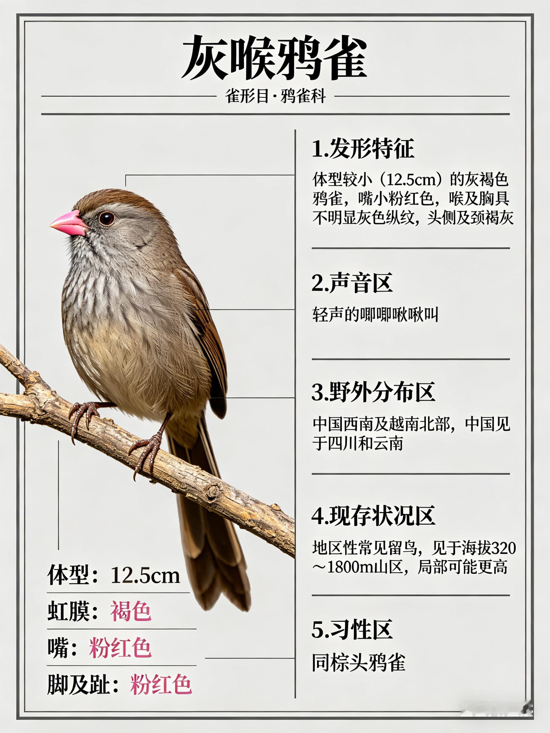 鸟类朋友图鉴 灰喉鸦雀·科属：雀形目，鸦雀科。·外形特征：体型较小（12.5cm