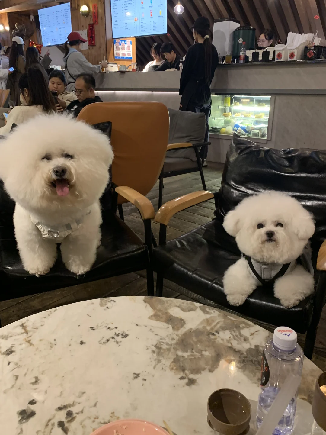 狗生处处是相逢🥳😍