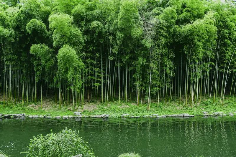 上联：青竹枝枝秀，诚邀下联
下联：浪花朵朵开。
