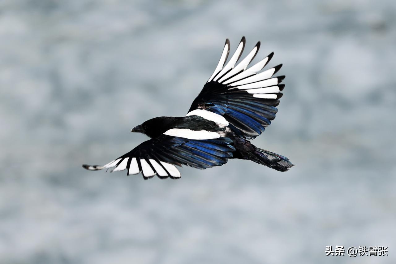 飞翔的喜鹊（拍摄于平谷西峪大桥）