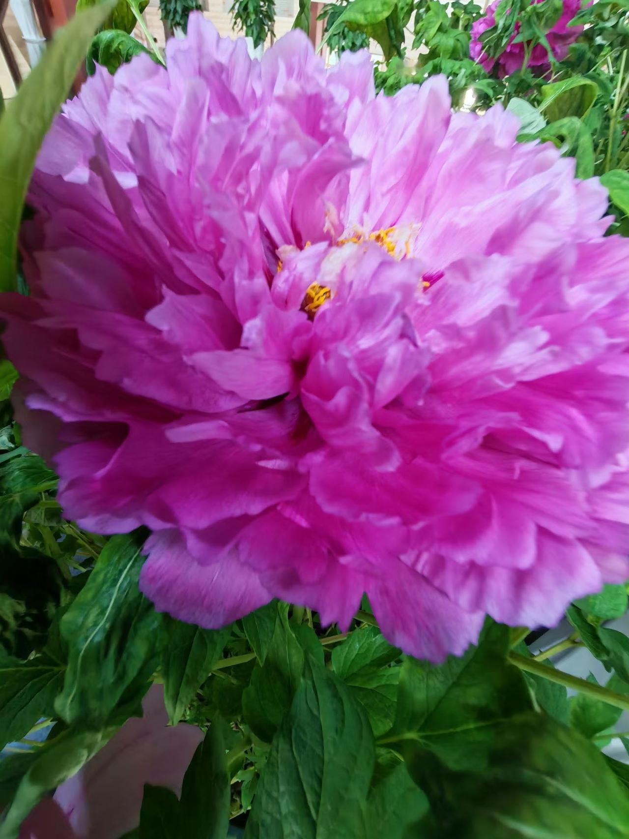 在涩涩寒冷的冬天，有牡丹陪伴简直是一种别样的浪漫。
       在冬天逛温室花