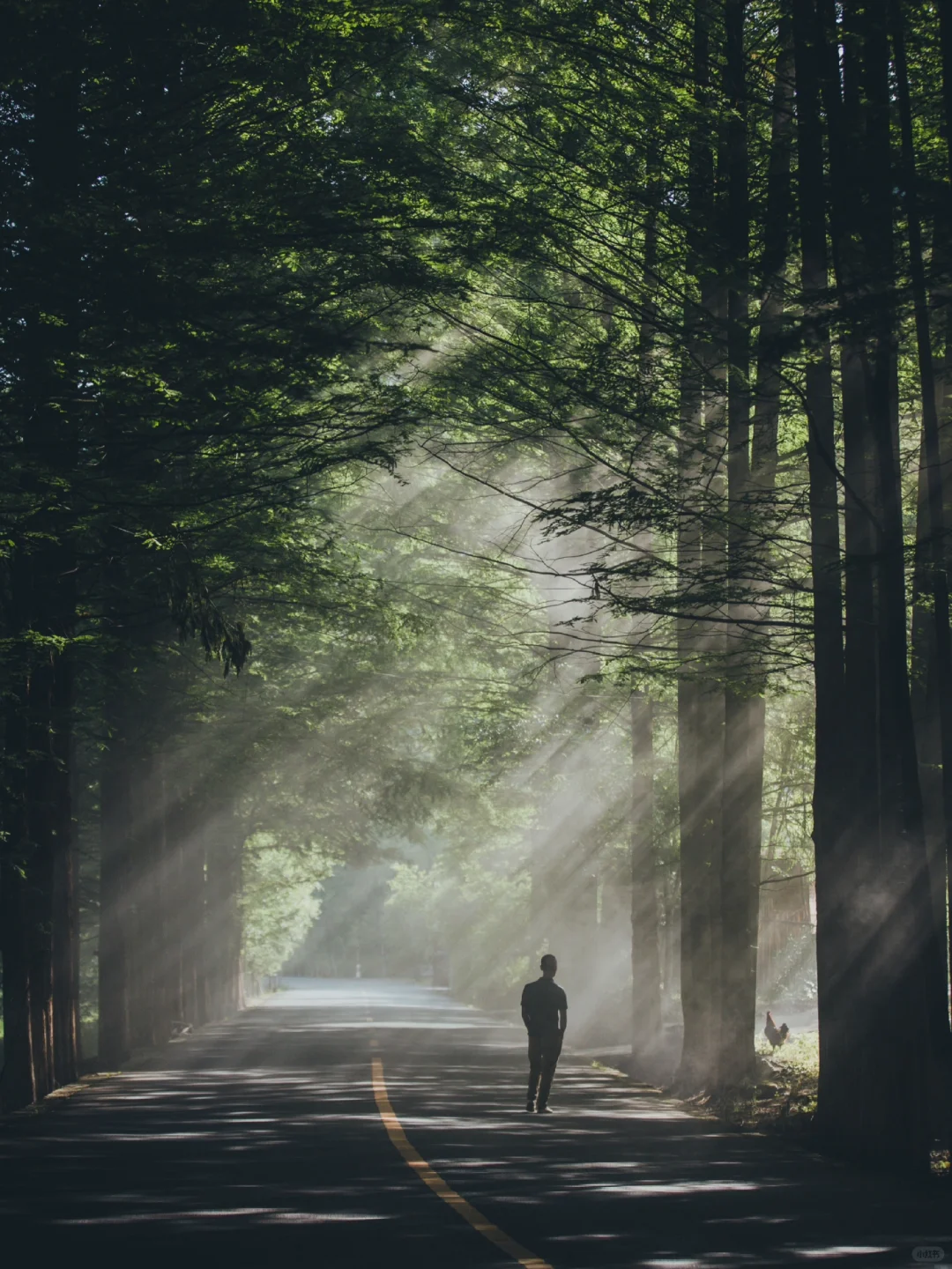 陕西留坝 | 秦岭深处的田园牧歌