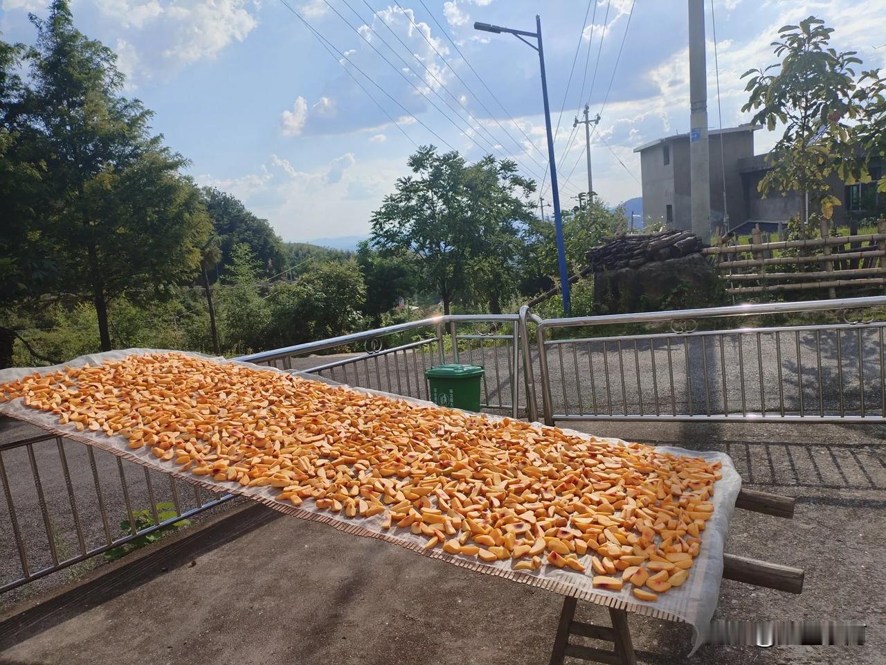 看看我们这里多富有，都晒黄金了，你们看看像吗😁😁😁😁