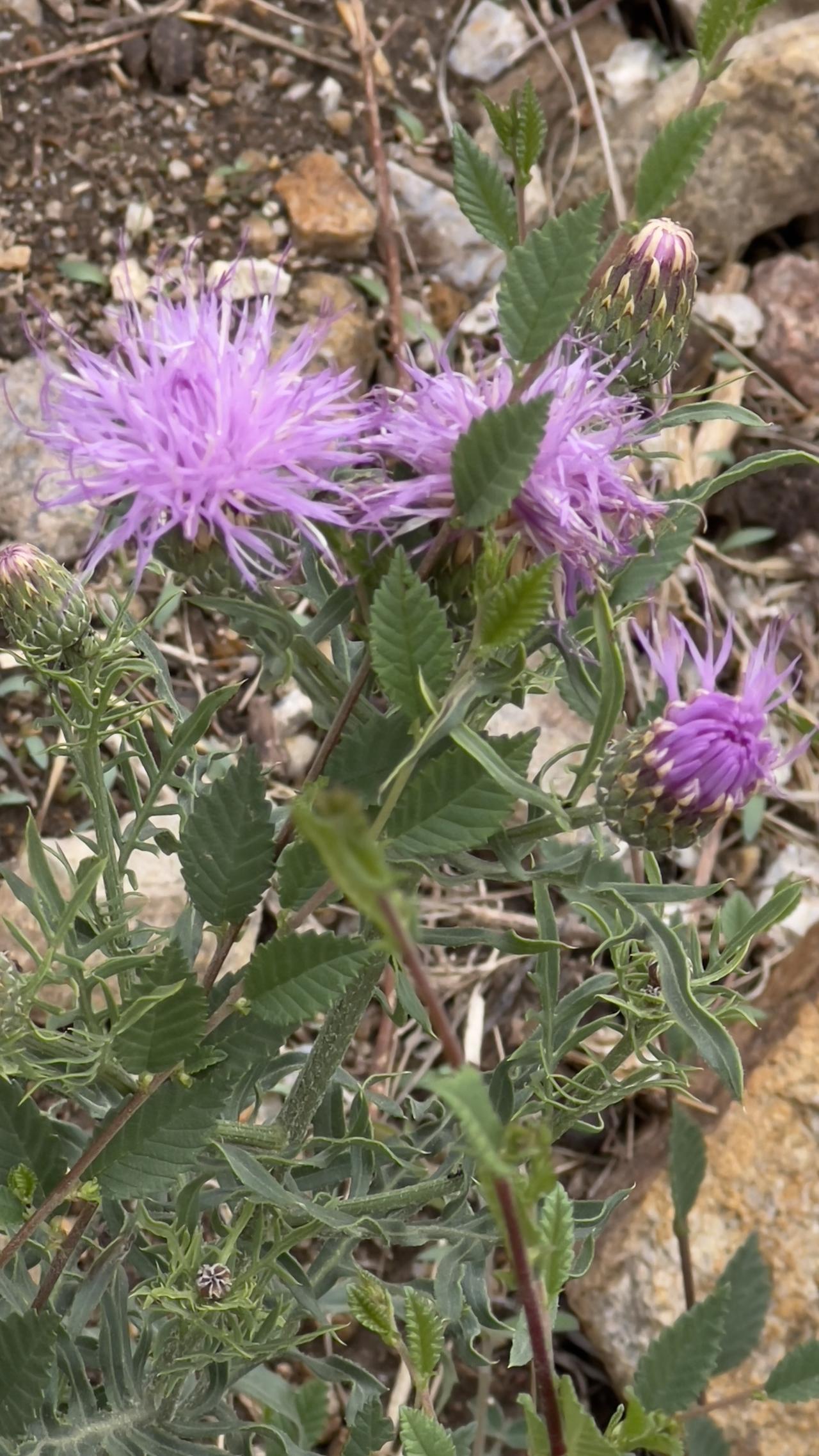 分享一组野花（中药材）