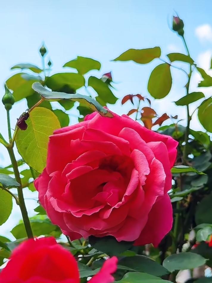 随手拍张照百花盛开