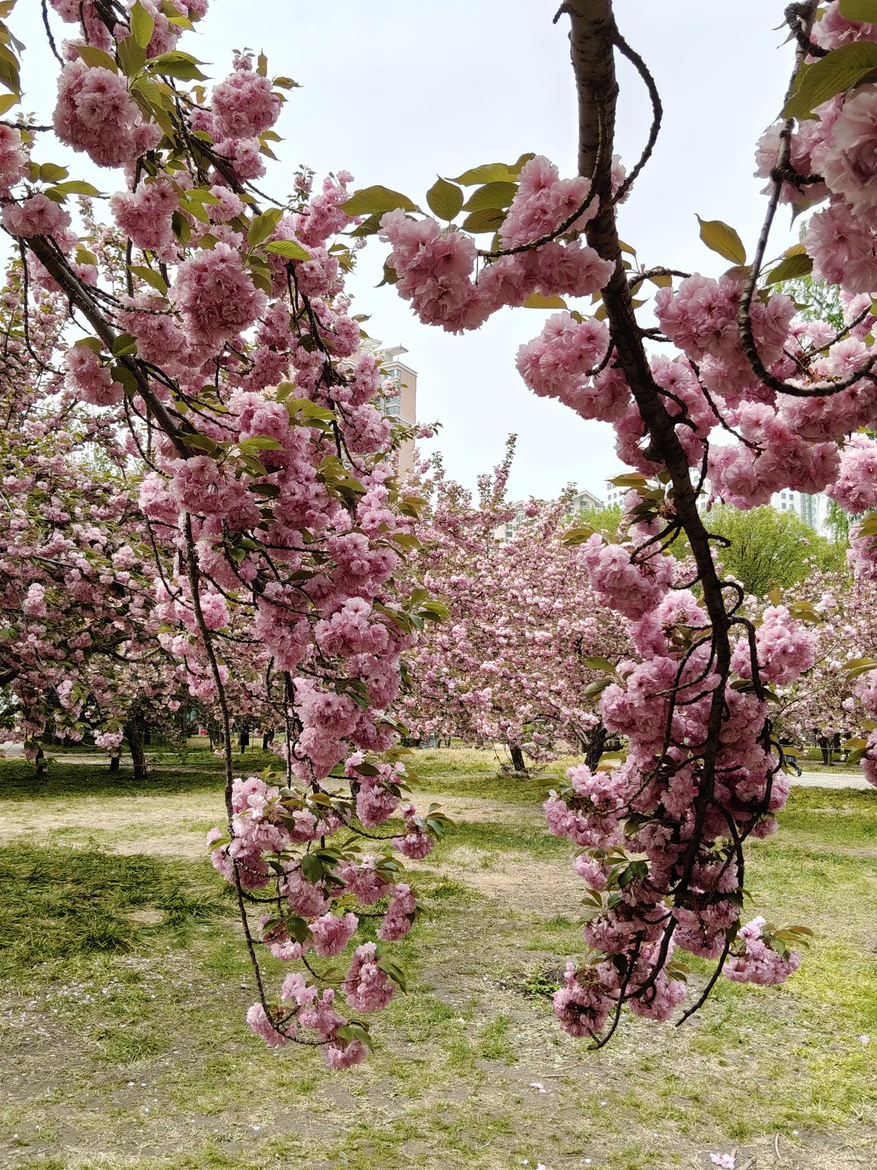 护花使者
莲花池公园晚樱到了盛花期，今天中午去观赏拍照。莲花池的晚樱在2022年