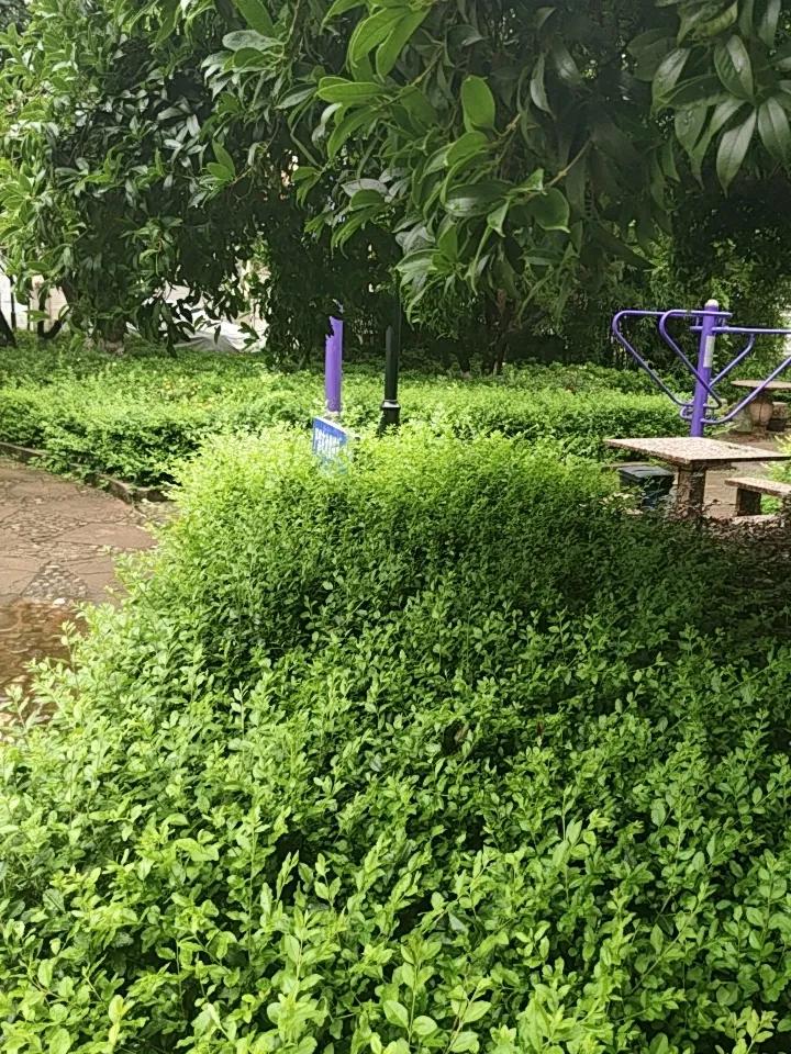 昆明这雨一下就是一晚上，早上起来放眼望去，到处都绿油油的，仿佛整个城市都被大自然