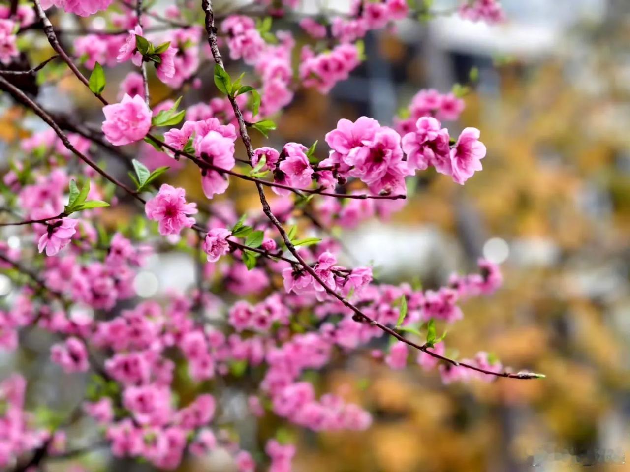 【温泉公园的春趣】

桃花绽放，粉嫩的花瓣在春风中飞扬着，自在俏皮。
Via@绕