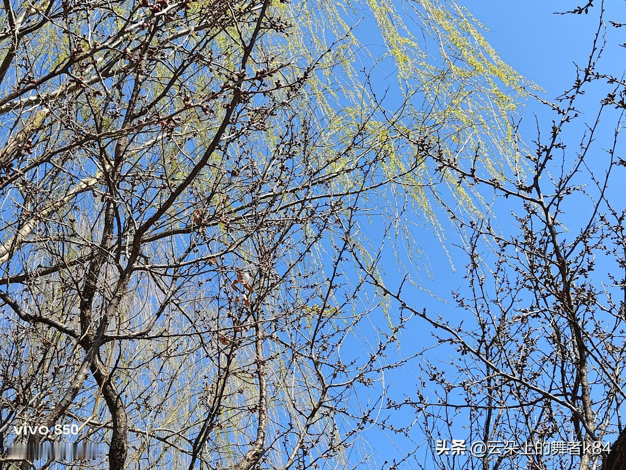 沈阳青年公园经过一番修缮，改建和扩建，面貌已焕然一新。我穿径绕树，晒着太阳，漫步