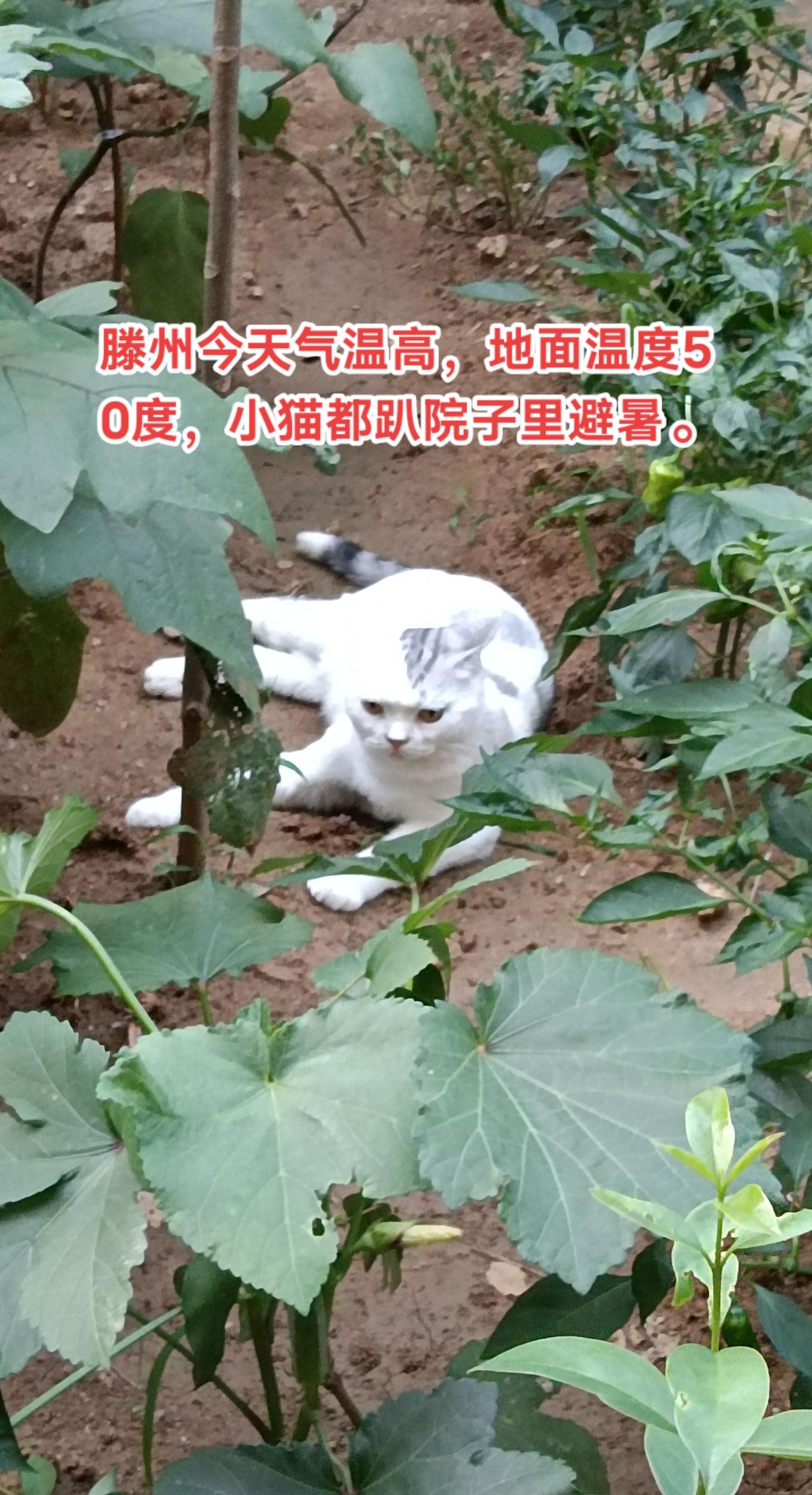 滕州这两天气温高，小猫都趴菜园里避暑。滕州今天地表温度达50度。小狗小猫走路像跳