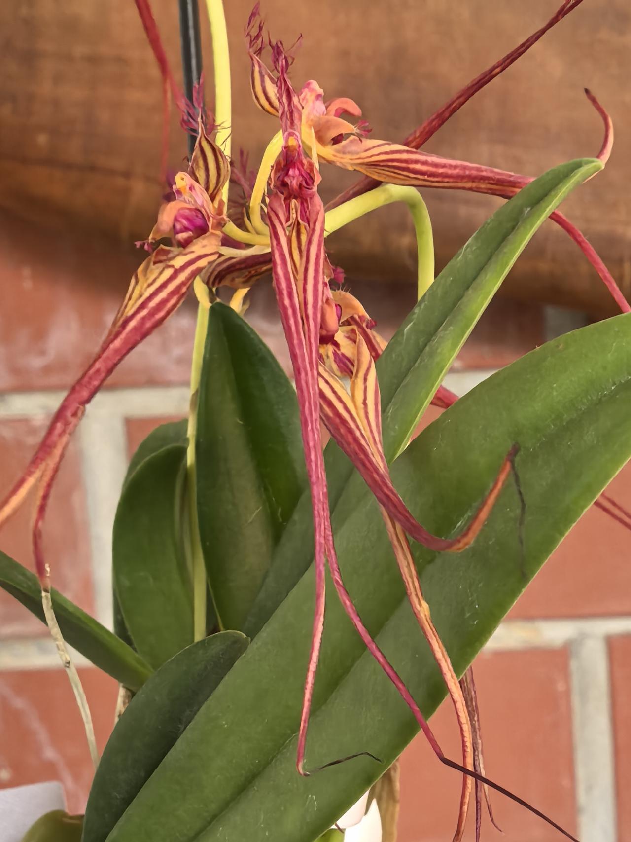 在广州兰圃的珍稀兰花展中，一盆小巧玲珑的兰花吸引了众多游客的目光，人们纷纷驻足拍