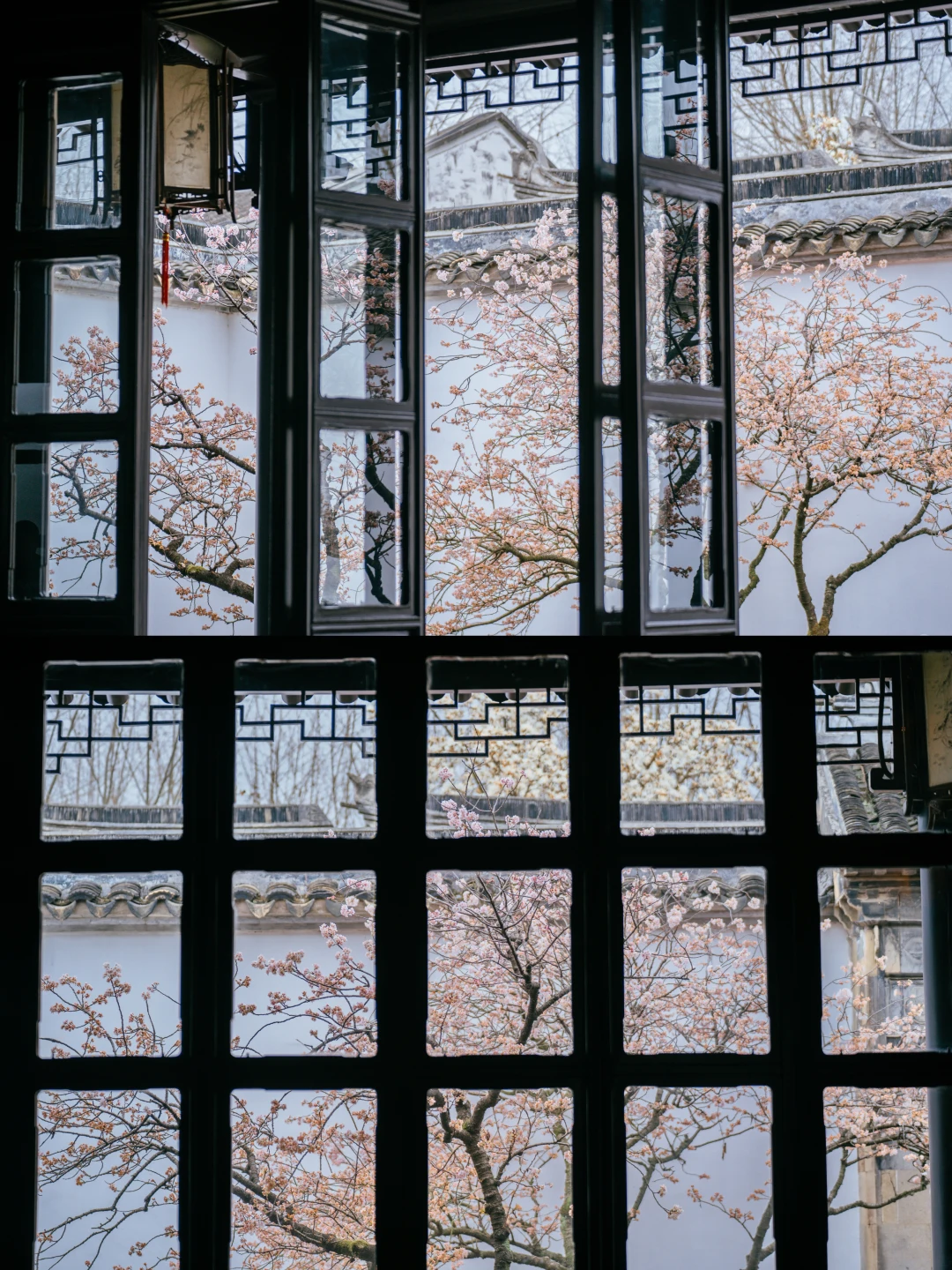 拙政园！！看到今年的樱桃花真是要哭了！！