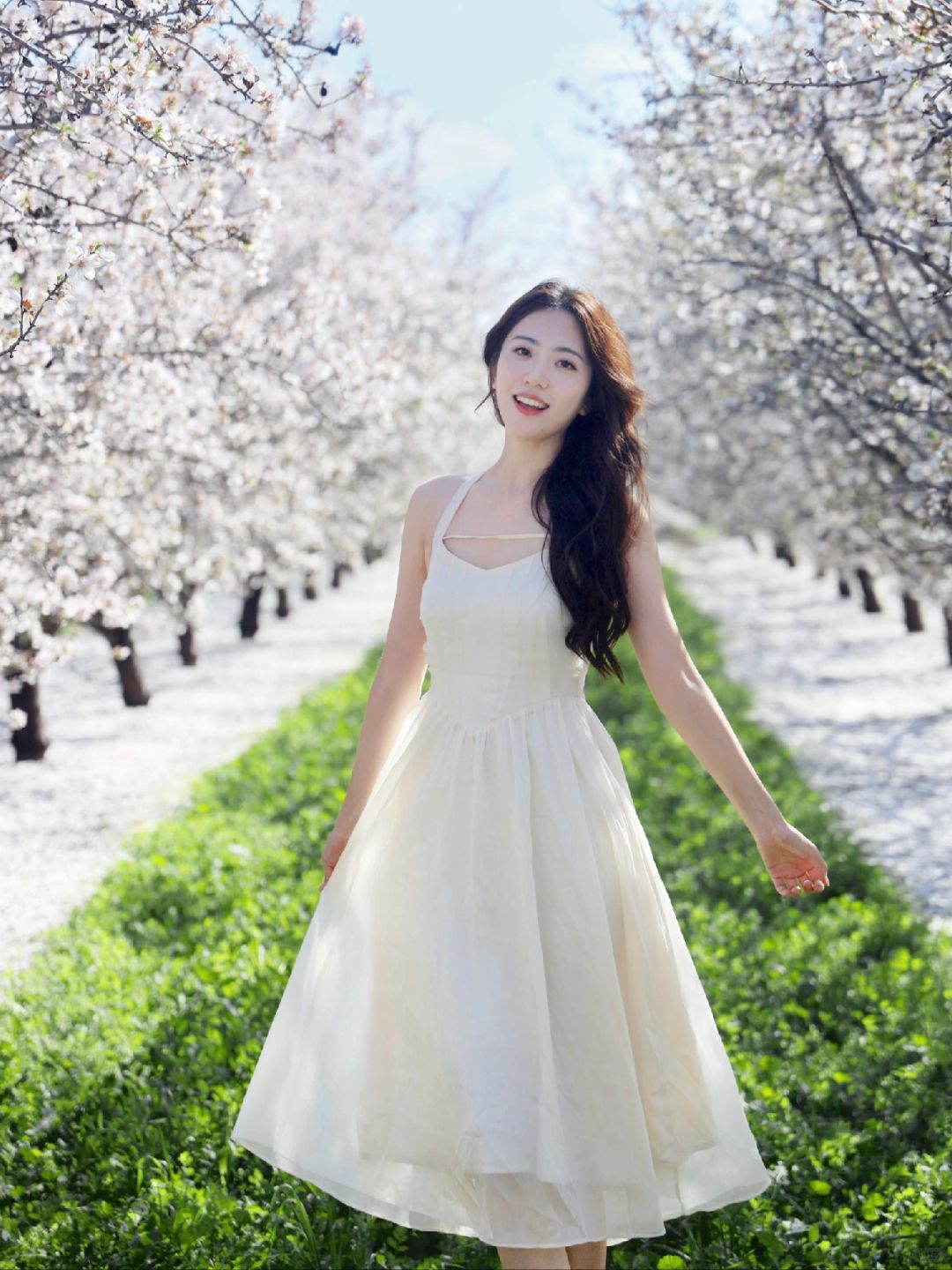 加州Tracy🌸杏花林真的好美