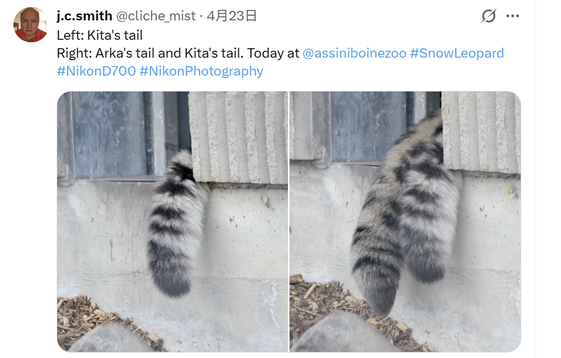 雪豹 看尾巴就知道两位感情很好