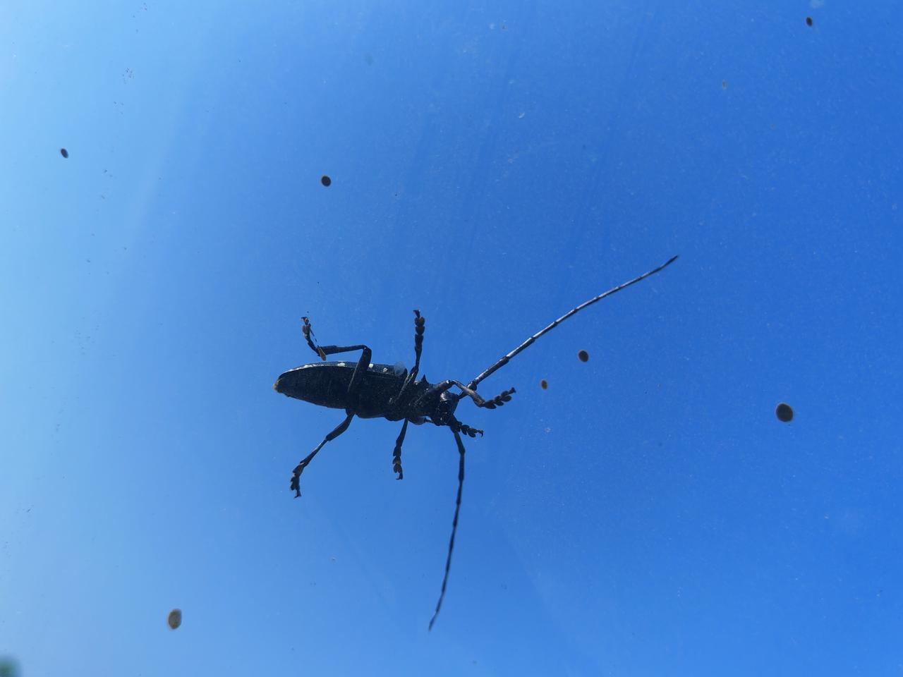 这是个啥，外星生物吗？
长得挺吓人，咬人不？有没有毒？
那两根细的那是须子还是角