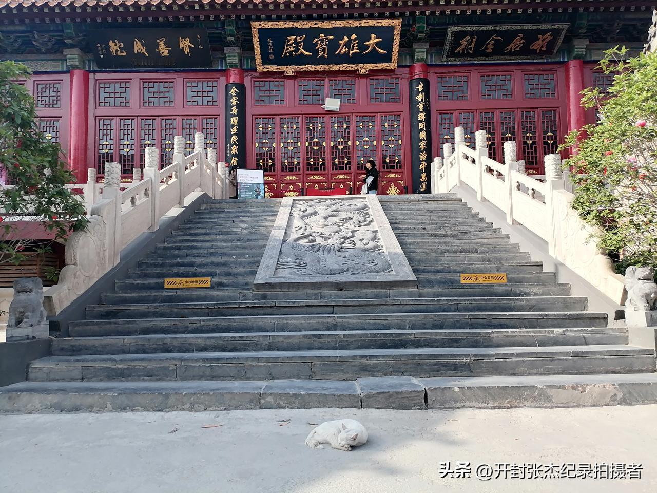 开封市古观音寺有一只爱睡觉的小白猫