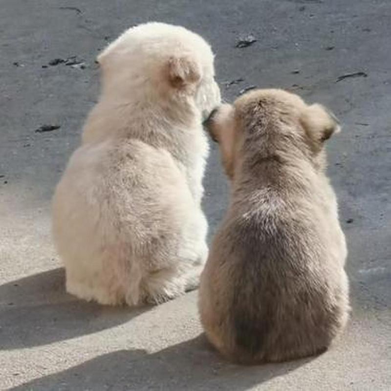 “你 到 了 哪 个 段 位”
21岁没结婚：16强
23岁没结婚：八强
25岁