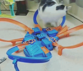 猫猫：太快了，我都跟不上了 