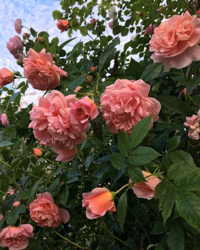 “在心里种花 人生才不会荒芜”🌳🌷🌿🍃 ​​​