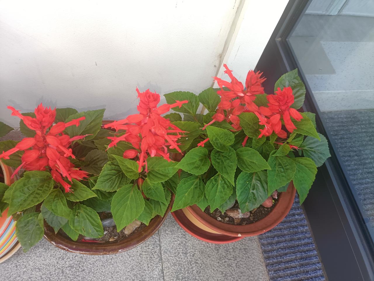 ，什么花都行