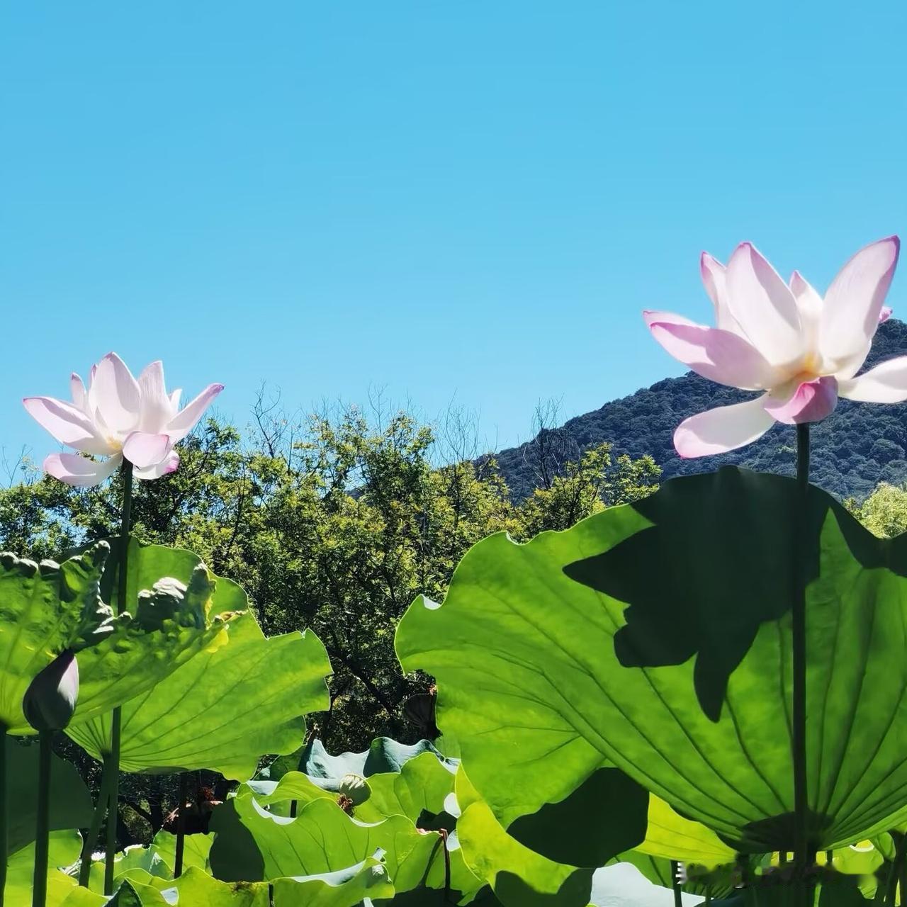 7 月至 8 月‌，目前 9月初正值观赏末期，建议抓紧前往 。主要推荐‌荷花庄、