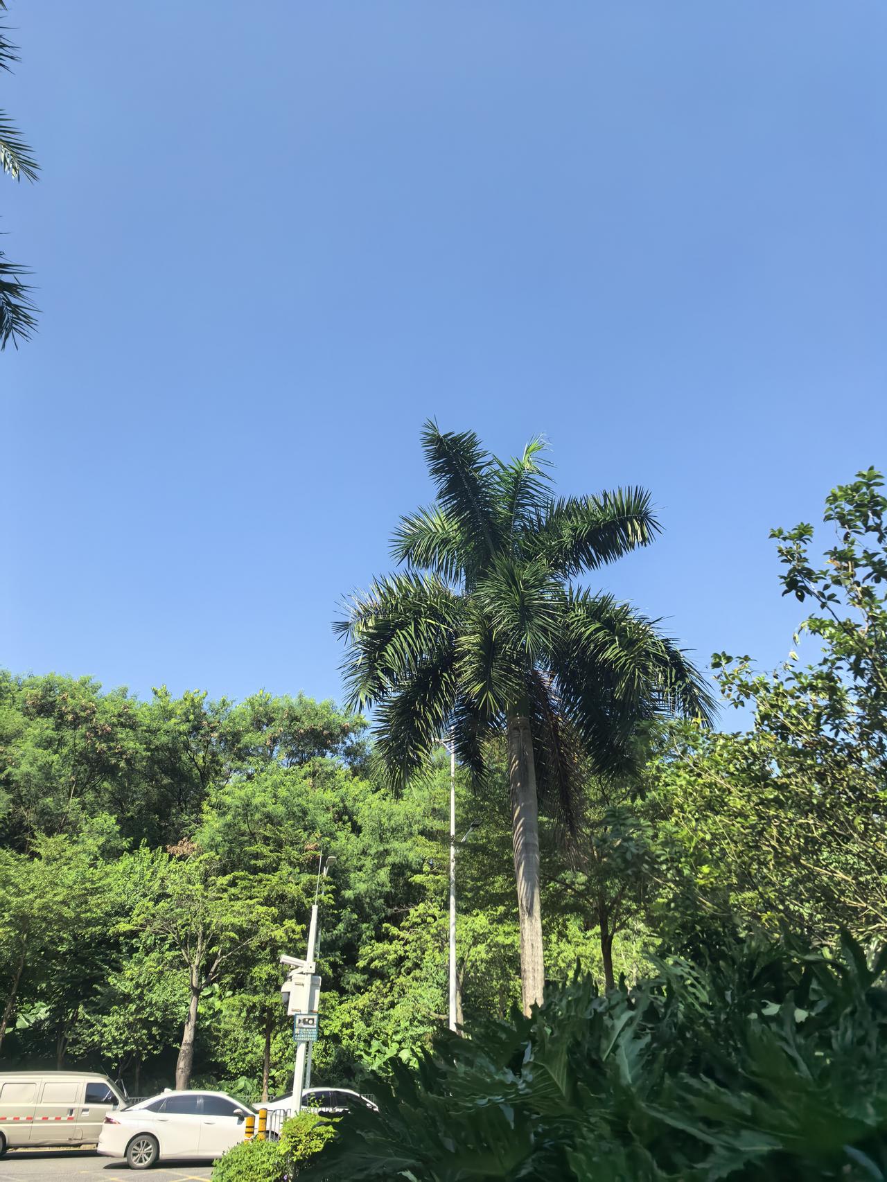 可以分享一张你拍的天空美照吗刚拍的，天晴朗的很，真看不到一丝云。