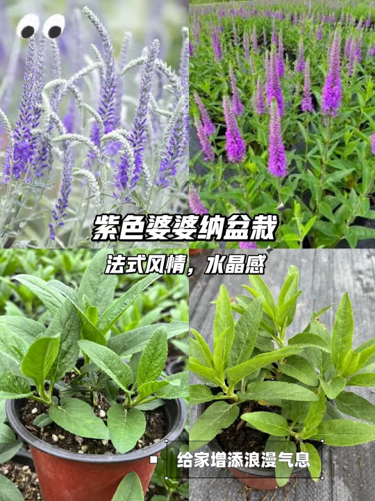 紫色梦幻🌿婆婆纳盆栽