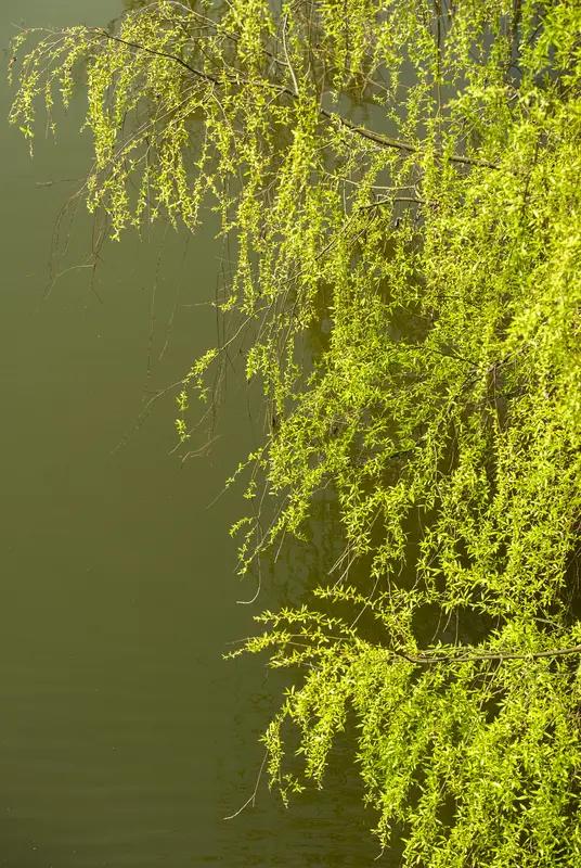 老师这条评论实在是妙极了！“在阳光中酿酒，于月色里烹茶”，仅仅读上一遍，便觉诗意