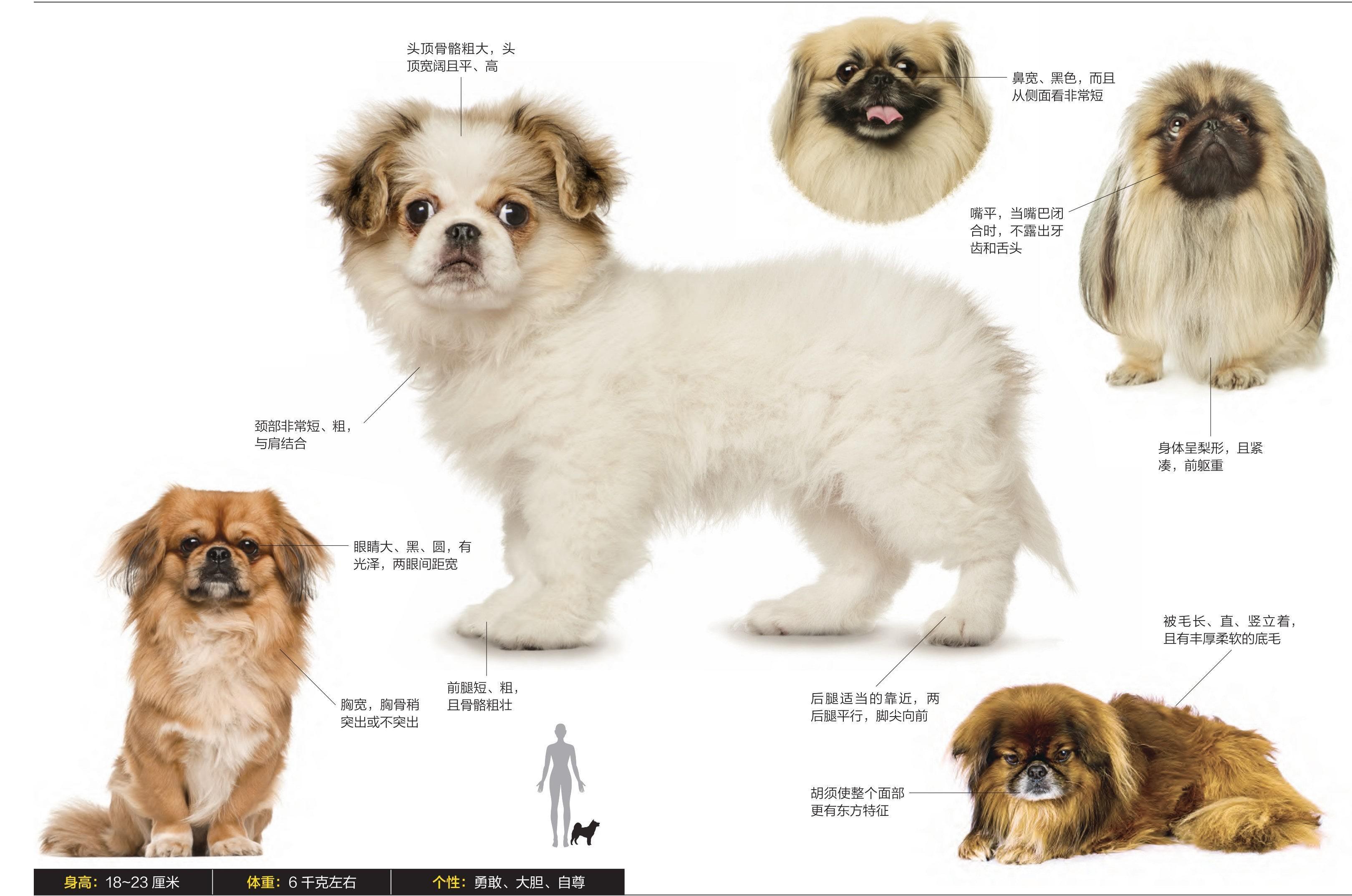 2026我的动物朋友 北京犬别名：京巴、狮子犬寿命：12～17年主要用途：玩赏犬