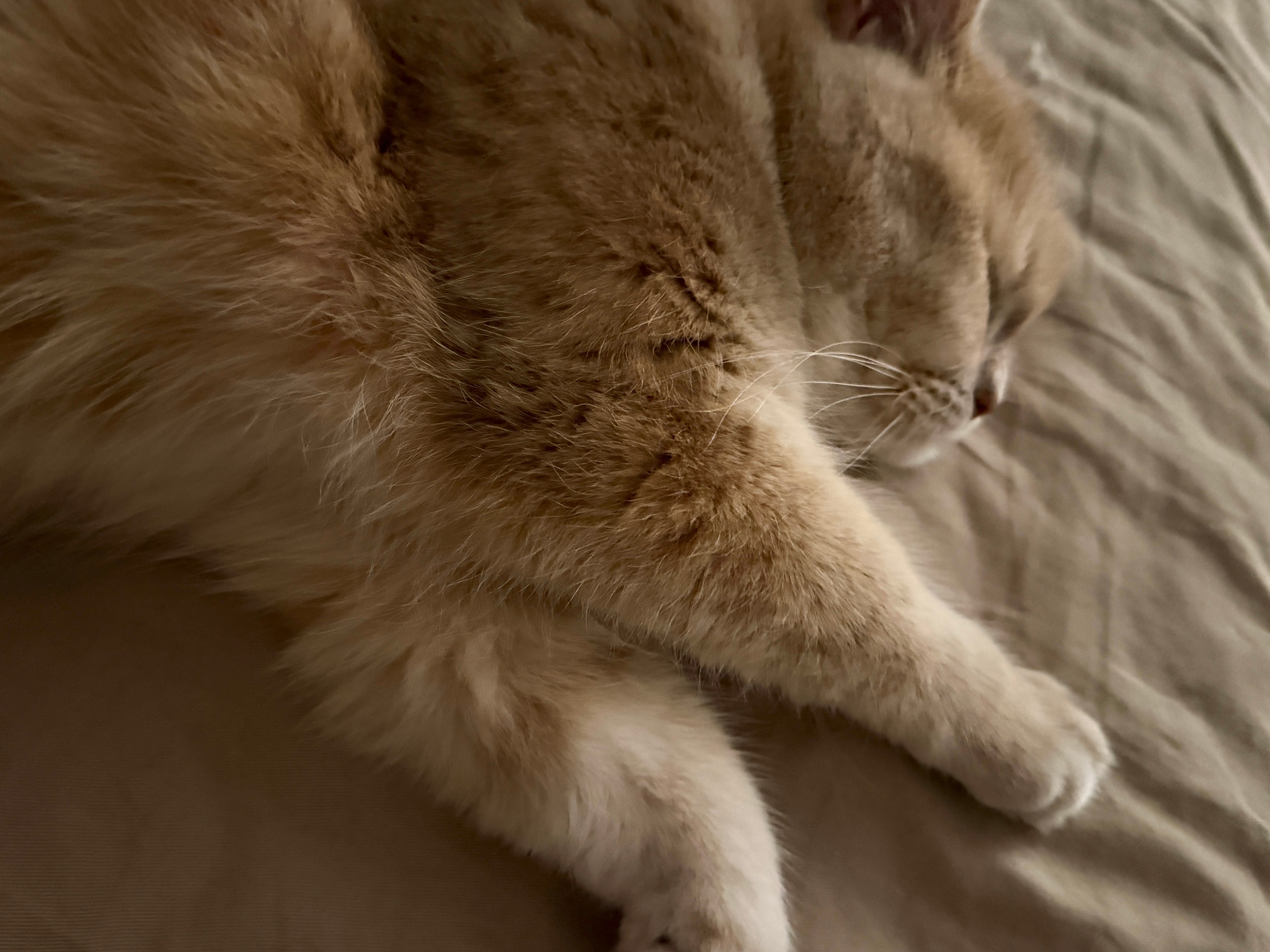 被菠萝的呼噜声吵醒了