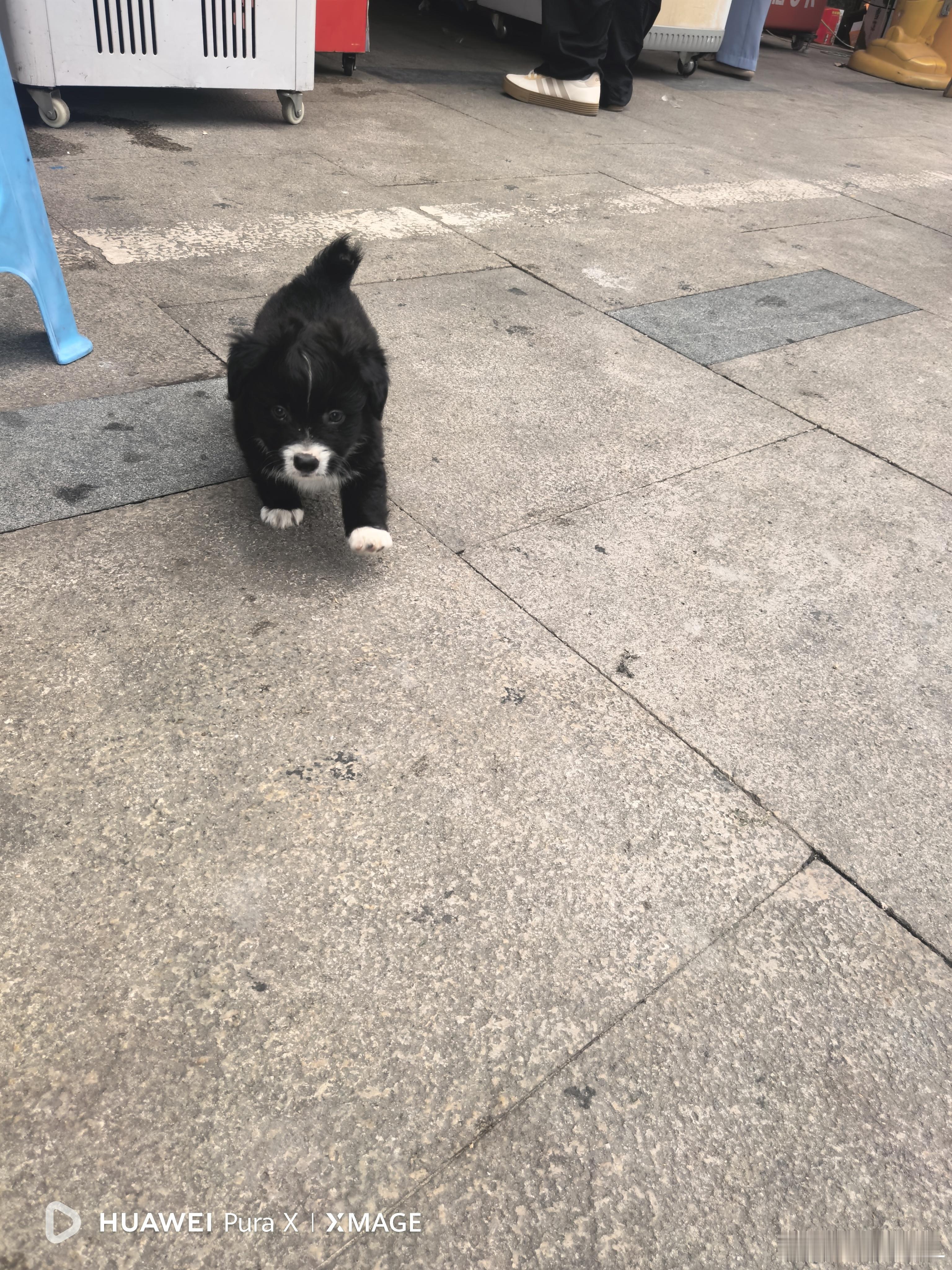 这是想抛弃主人，要跟着我回家吗？ ​​​