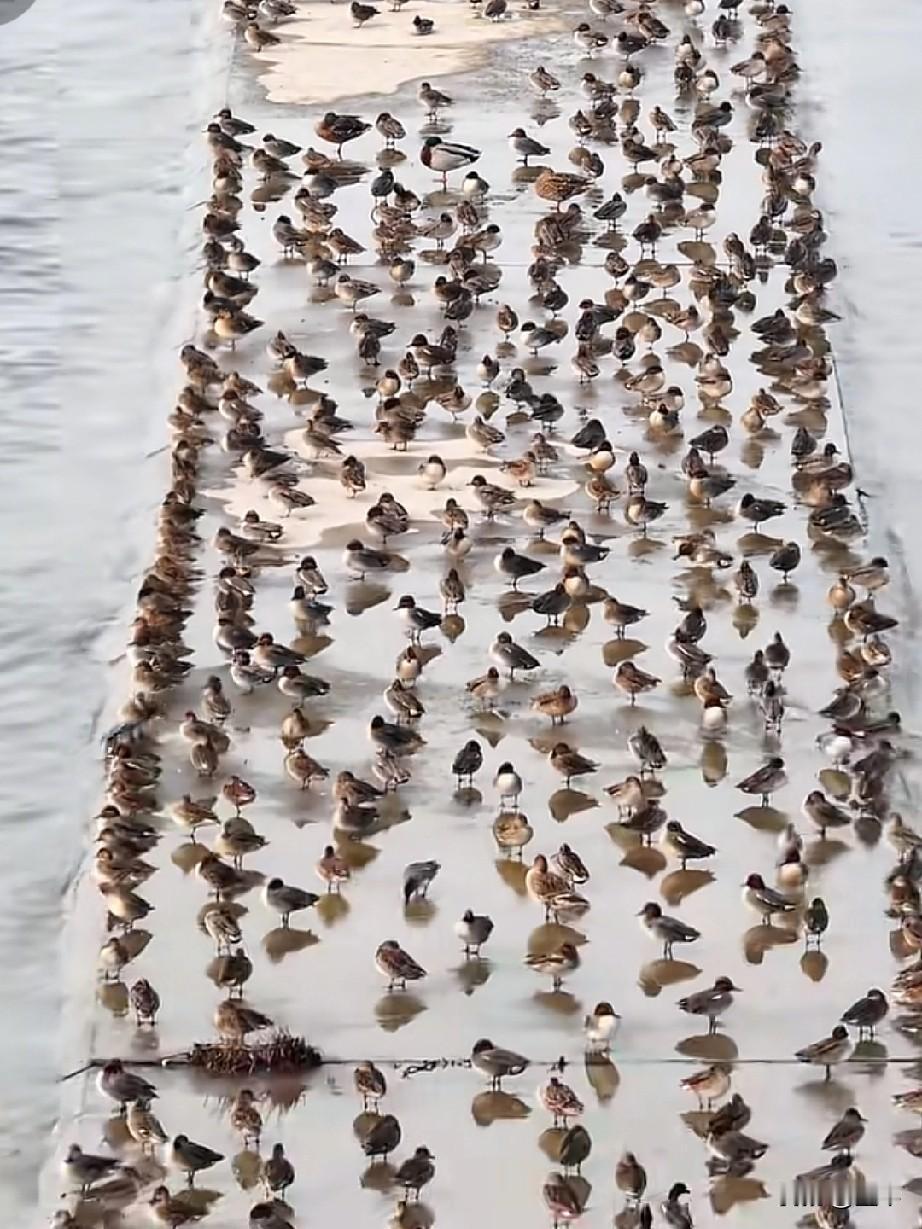 周末有空吗？带着孩子来南溪看野生水鸟吧！[比心]


四川南溪堤坝成候鸟乐园，成