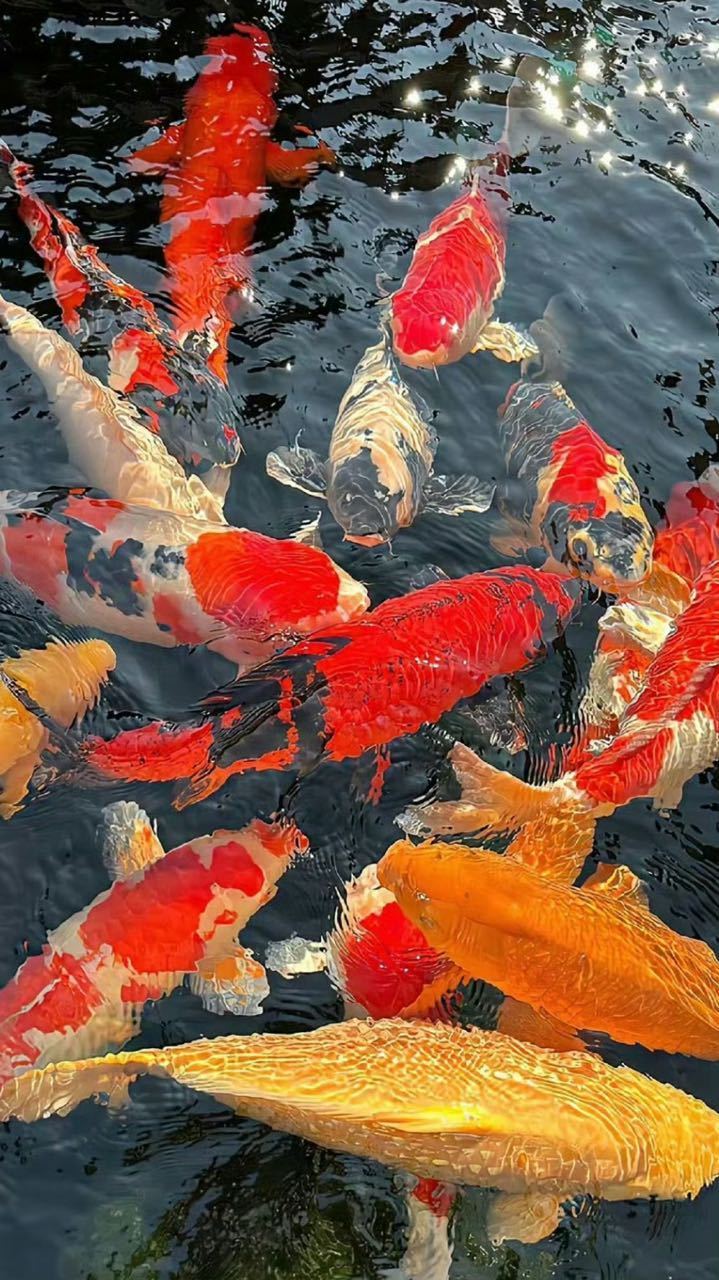 点赞这个好运锦鲤！考研一定上岸！ 