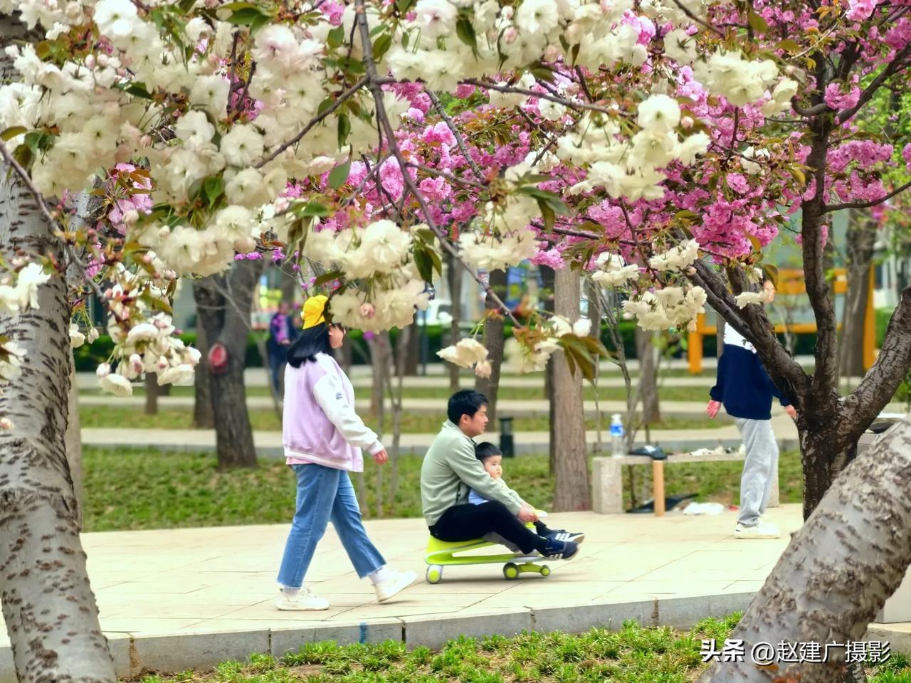 劳动精神与春日浪漫共舞🌸
  当春风拂过劳模公园的枝头，一场粉色的盛宴正在劳动