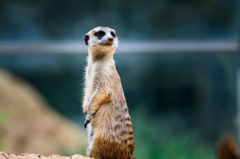 如何看待动物园月薪5万招猛兽区司机动物园司机 这个话题引发了不少热议，也折射出了