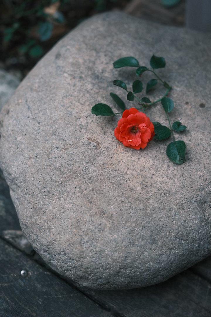 修剪，一朵红地毯月季的故事。用红花祝今日高考考生，开门红，金榜题名。植物