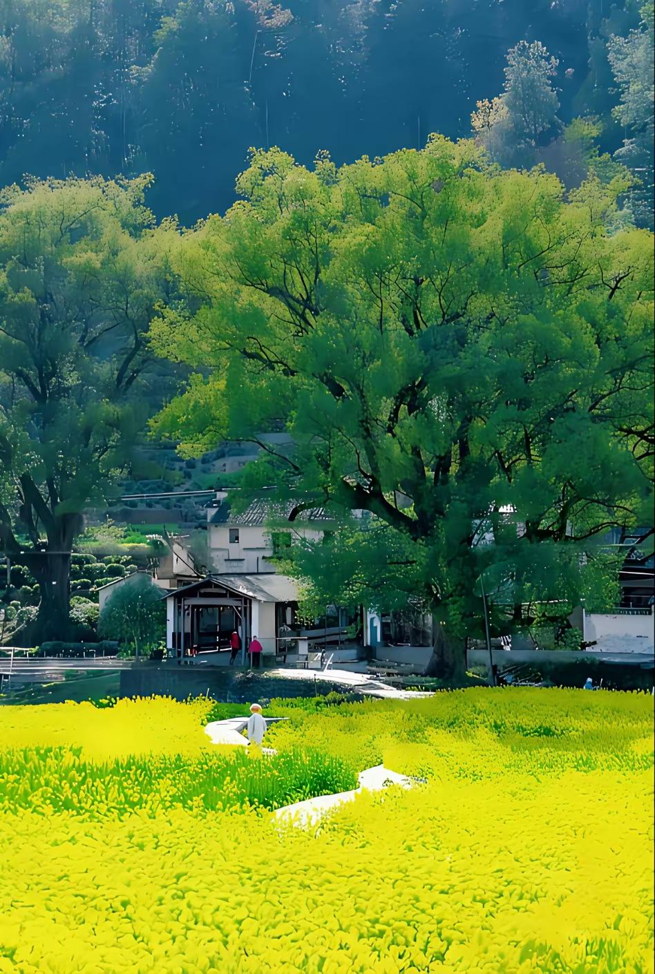 两棵树
 
这人间，有两棵树。
一棵向上，
刺破云层，
向天地要自由。
一棵向下