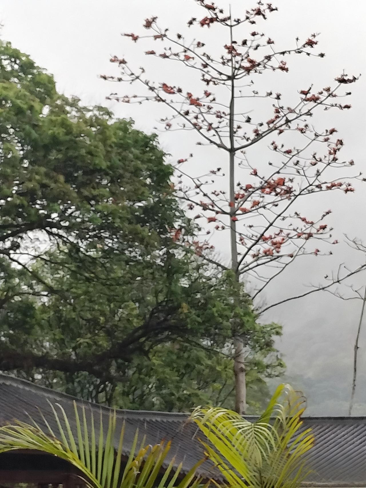 茂名市云上南清烟雨游
当脚步悄然踏上茂名云上南清的土地，一场如诗的细雨，仿若久别