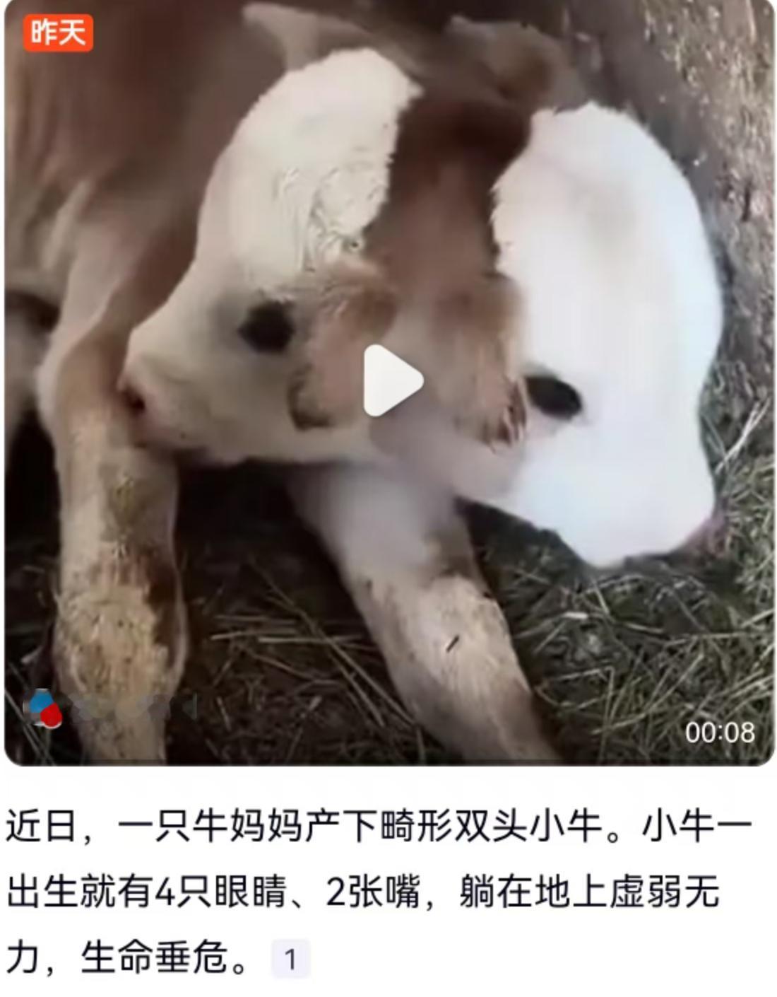 近日，一只牛妈妈产下双头小牛的消息引发关注。这只小牛一出生便长着4只眼睛、2张嘴