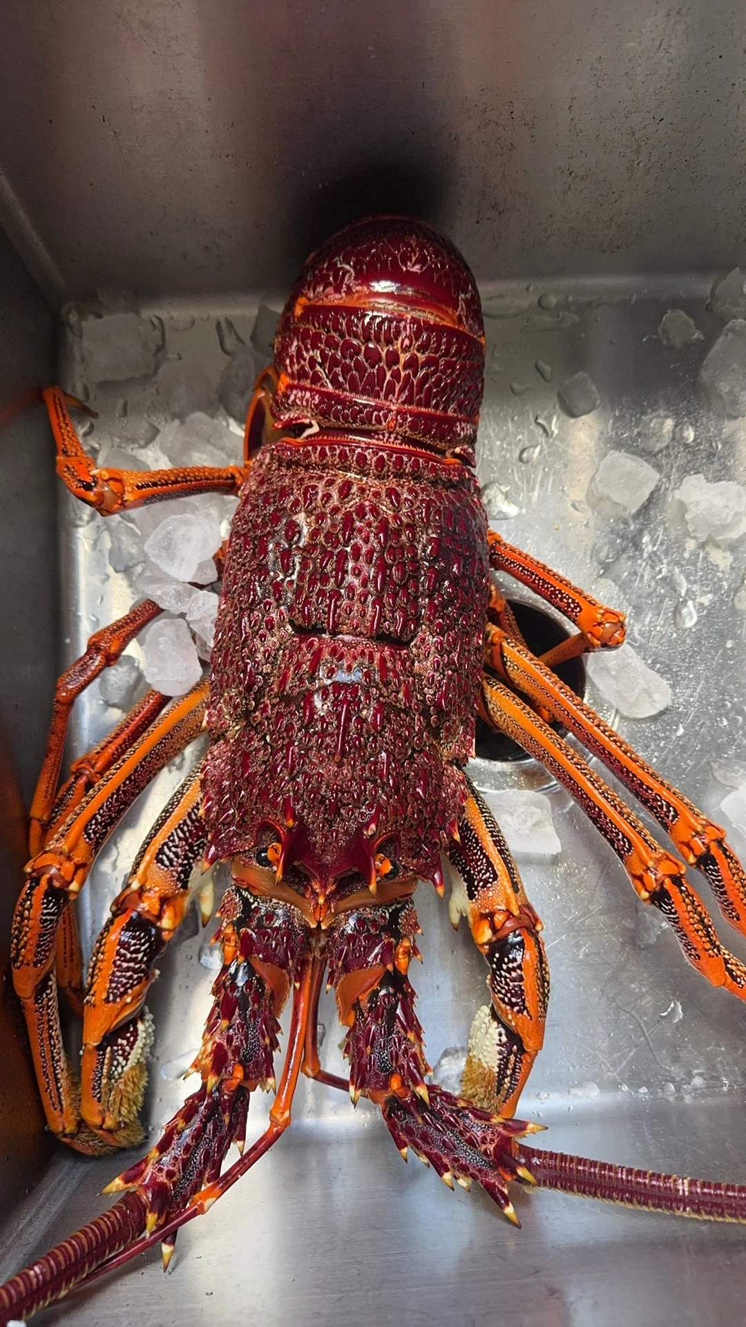 😂😂真心推荐这家 肉 鱼 菜 三合一的店