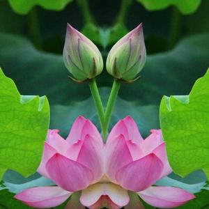 王思源