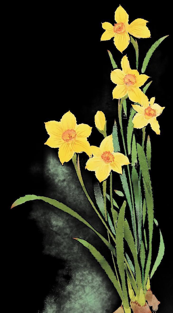 浙江舟山桃花镇，隆冬时节，海风呼啸中，一片片普陀水仙傲然绽放，洁白花瓣裹着鹅黄花