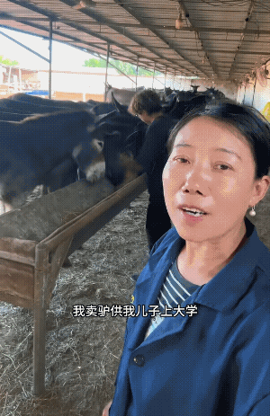 我卖驴供儿子上大学，现在我儿子大学毕业了，回来跟我一起卖驴，这上过大学卖驴就是不