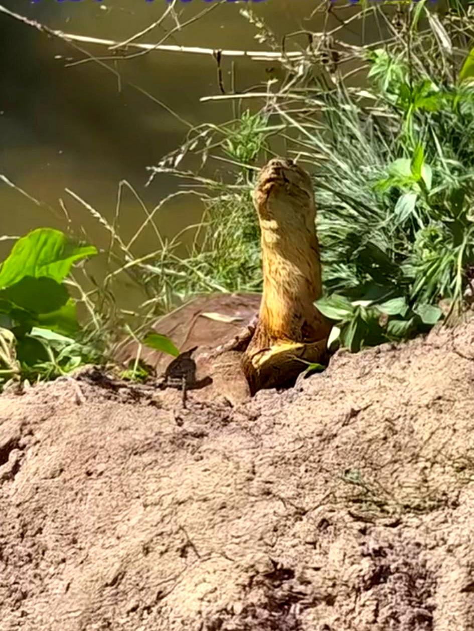 今天在野河边抛竿时，眼角扫到不远处蹲着一只大个头的甲鱼，起码十斤的份量，脖颈伸得